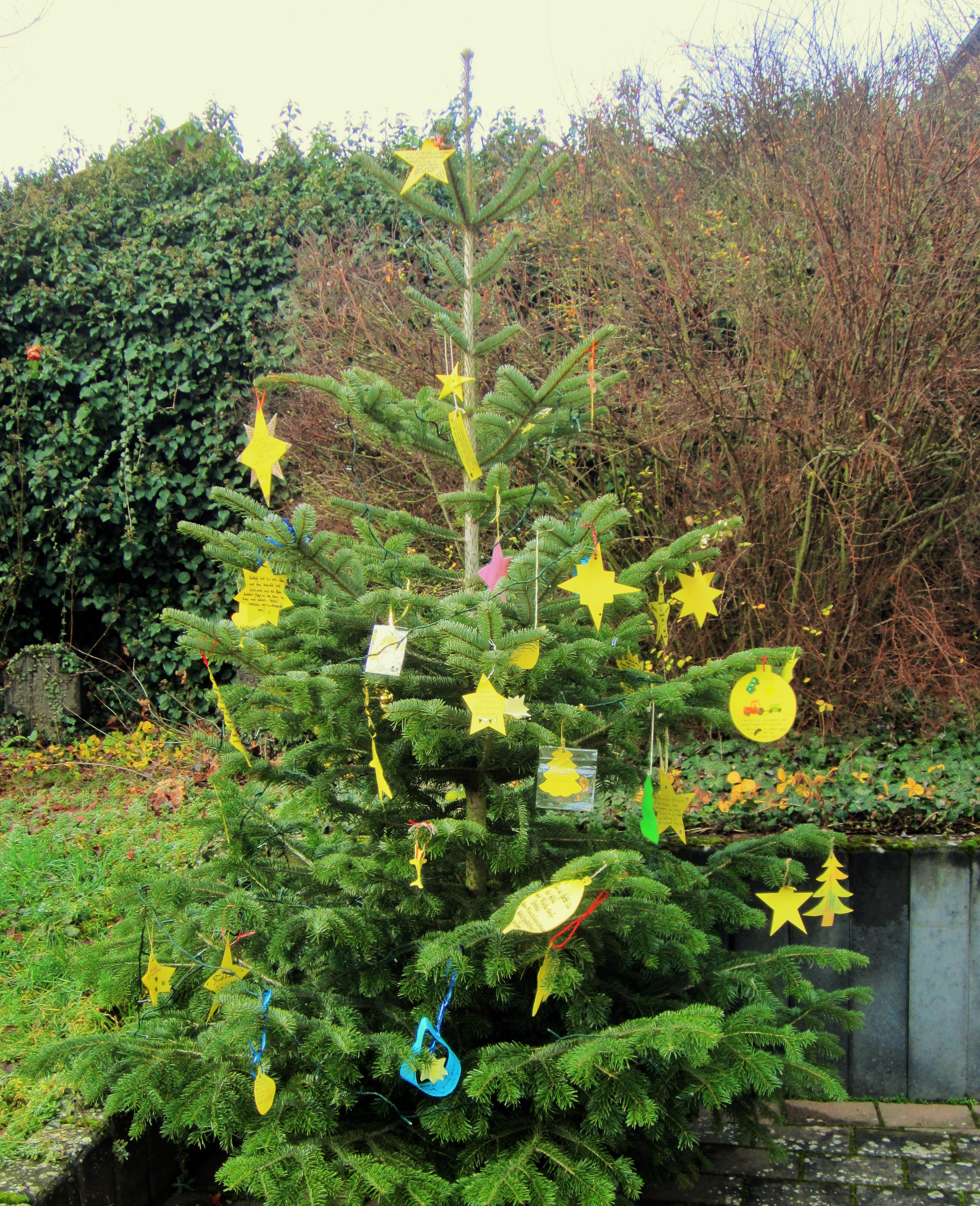 Foto zeigt: Geschmückter Wunschweihnachtsbaum vor der Filialkirche St. Petrus in Trimbs    